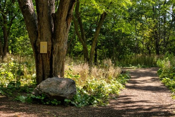 A wooden sign on a tree trunk with a QR code in the middle. Branches and green leaves in the background. | Un panneau en bois fixé à un tronc arbre et présentant un code QR en son centre. Décor de branches et de feuilles vertes en arrière-plan.