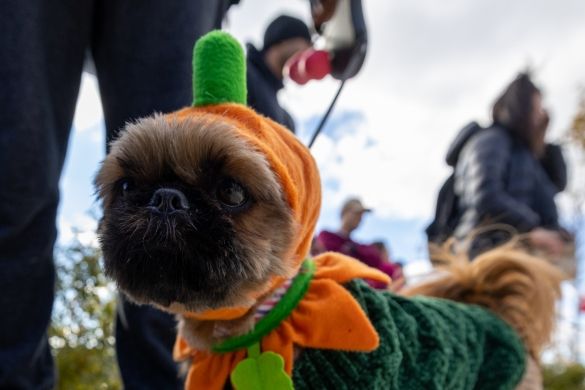 A small dog in a pumpkin costume.