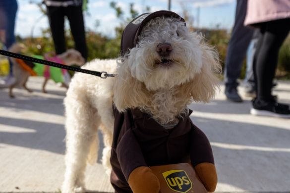 A small dog in a UPS delivery costume.