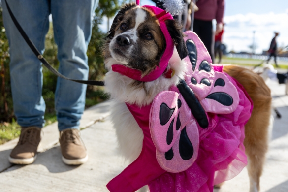A large dog in a pink butterfly costume.