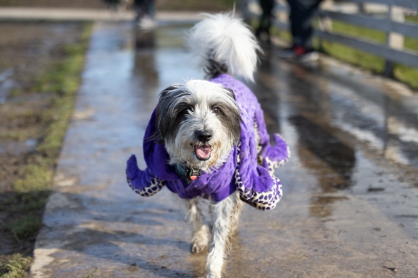 A large dog in a purple octopus costume.