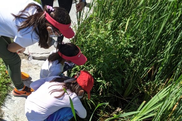 A group of people looking at something hidden in tall grass.