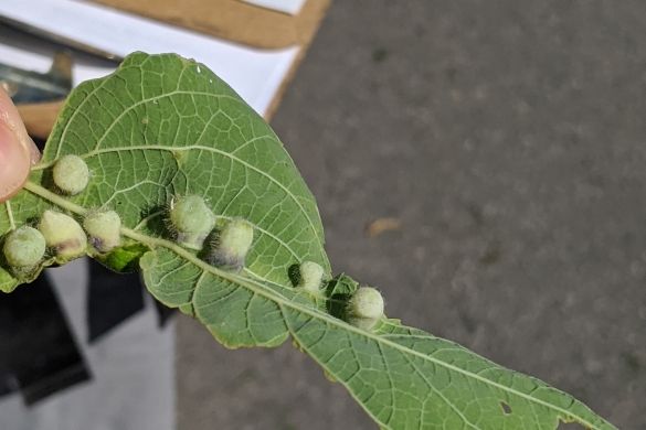 A close-up shot of a large leaf.