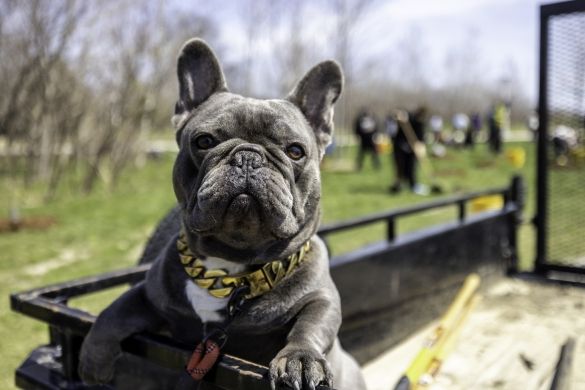 A dog attending Earth Day at Downsview Park.