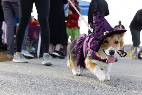 Corgi in a halloween costume