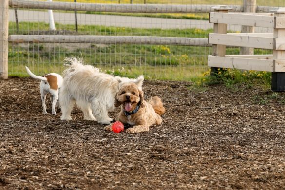 Small dogs playing with a red ball on the mulch at the dog park.