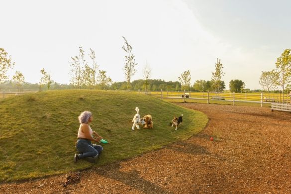 A woman and three dogs playing on a small grassy mound in the dog park.