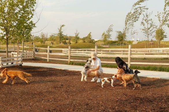 Two people crouched down in the dog park, playing with three dogs.