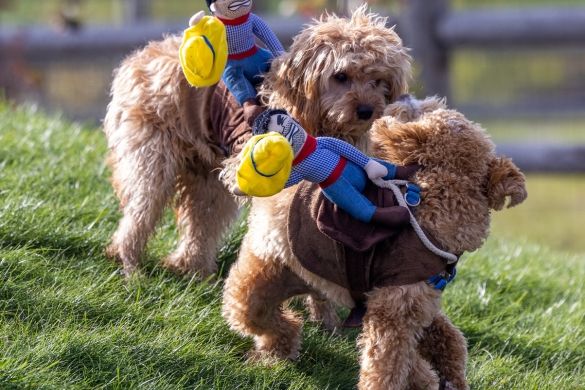 A close-up shot of two similar looking dogs wearing the same Halloween costume.