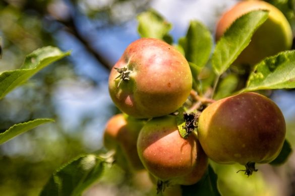 A close-up shot of apples growing in the Orchard.