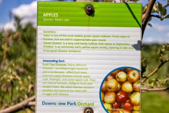 A close-up shot of a sign at the Orchard that goes over different types of apples.