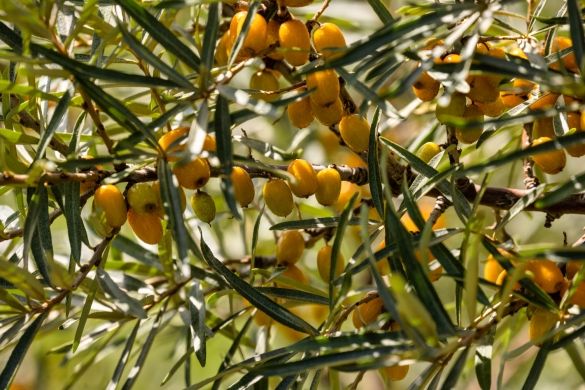 A close-up shot of orange fruits dangling from a tree.