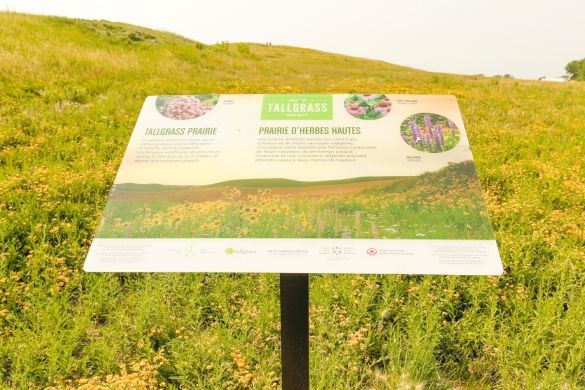 A close-up shot of a sign about tallgrass prairies.