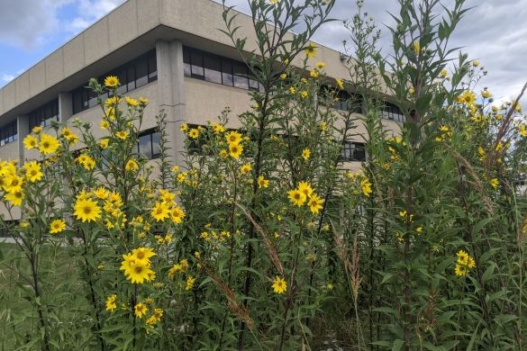 Tallgrass, flowers and a building in the background. The test plot in front of the Discovery Centre.