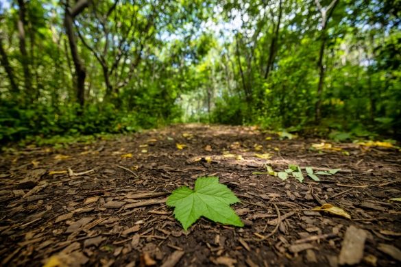 A close-up shot of a large green leaf on the forest floor.